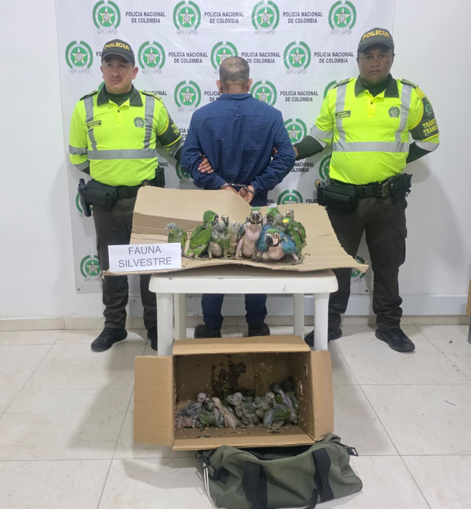 Las aves incautadas quedaron a disposición de la autoridad ambiental, con el fin de garantizar su protección y valoración médica. El capturado quedó en manos de la Fiscalía Local de La Dorada. 