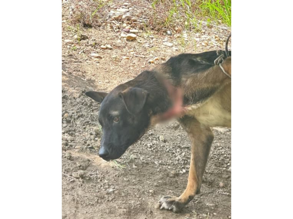 El perro quedó en manos de las autoridades ambientales, que se encargarán de su recuperación.