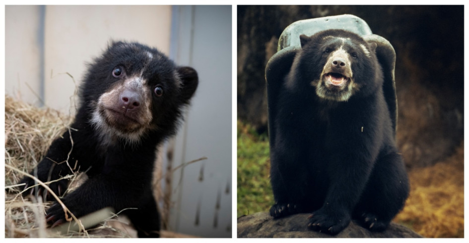 El oso andino que llegó desnutrido y hoy simboliza la recuperación en Ukumarí