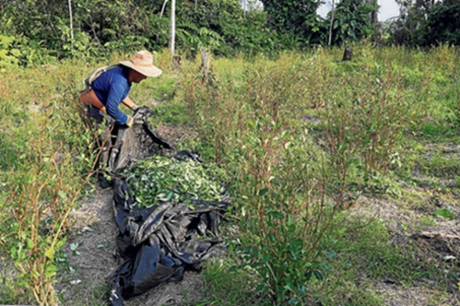 Una persona trabajando en la recolección de hojas de coca en el Valle del Guamuez.
