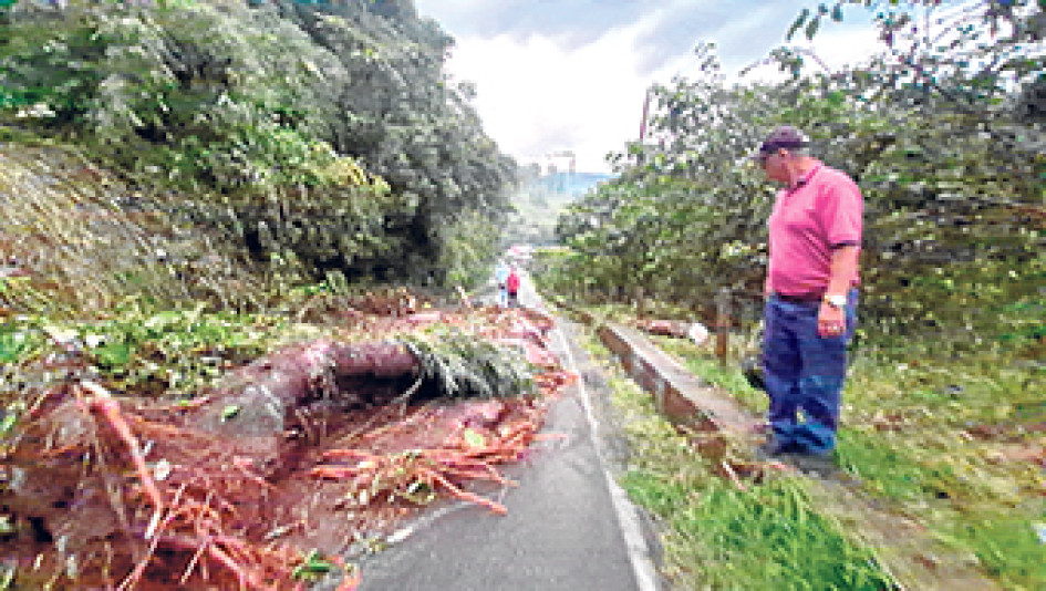 Árboles caídos y deslizamientos interrumpieron el acceso  a la vereda Gallinazo desde Manizales. 