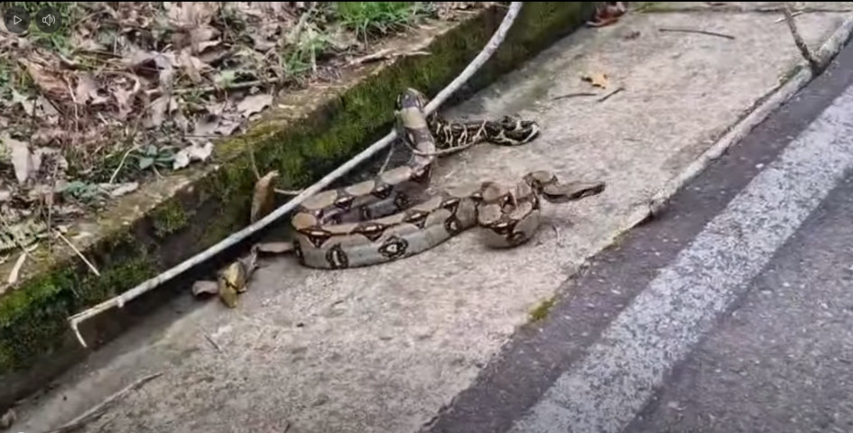 La boa constrictora (Boa constrictor) 