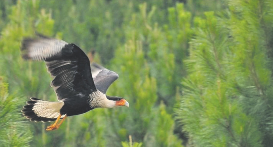 Bosques que enseñan, protegen y conectan: Biodiversidad en el Eje Cafetero