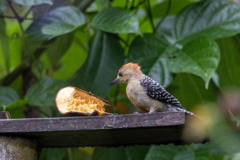 El evento que muestra el 47 % de las aves de Colombia está en Risaralda
