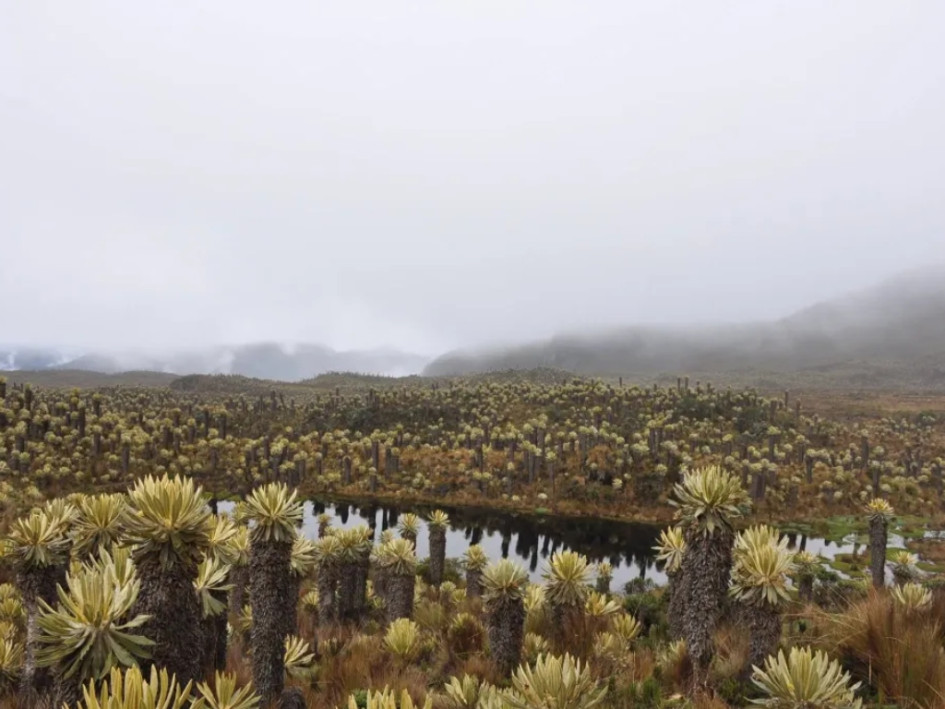 Autoridades de varios departamentos trabajan en la reactivación del geoparque en Los Nevados como estrategia de turismo y sostenibilidad.