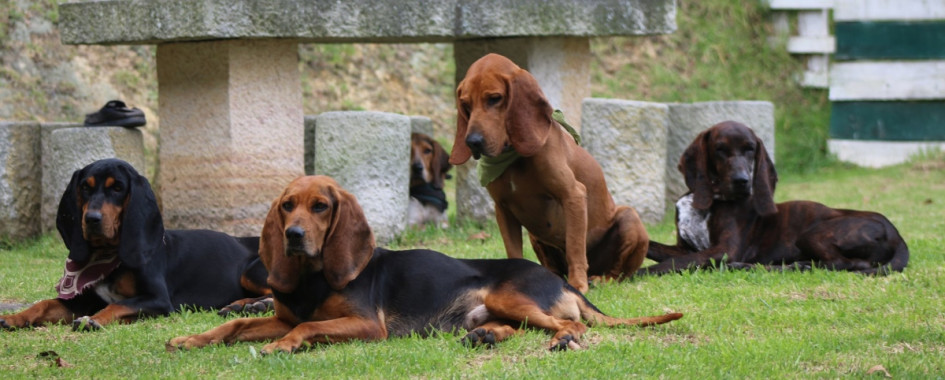 Existe un club del sabueso fino colombiano