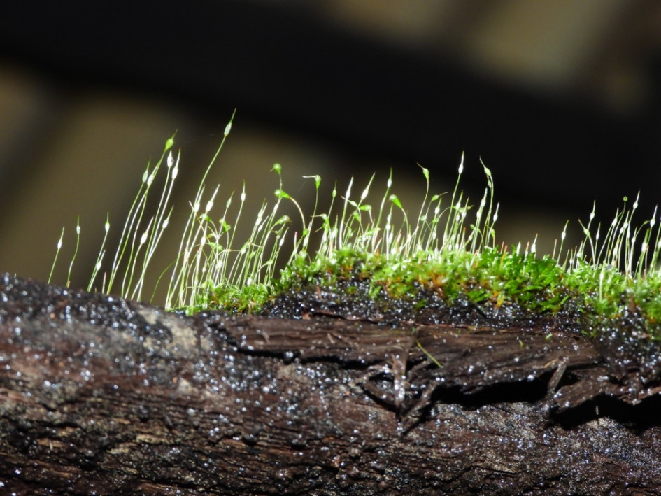 Investigadores destacan que estas pequeñas plantas ayudan a medir cambios ambientales y conservar el equilibrio natural.