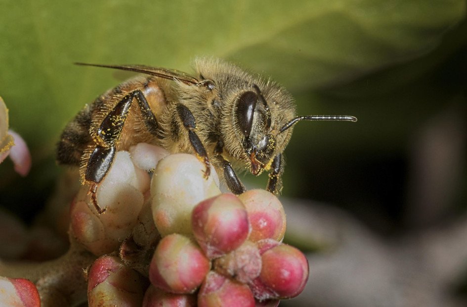 El tamaño si importa: las abejas bailan mejor cuanto más público tienen en la colmena