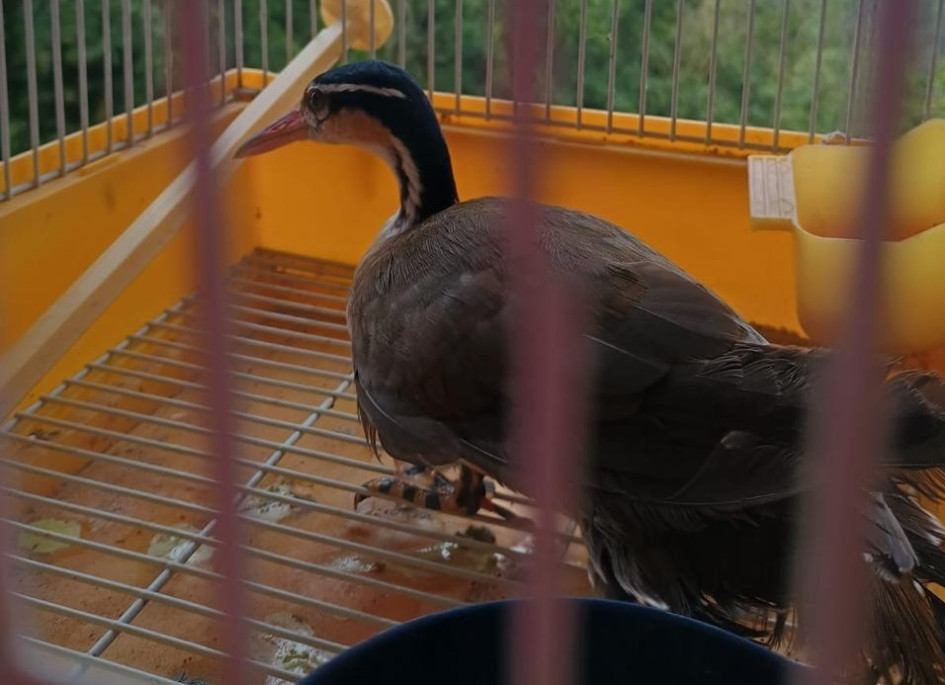 El ave zambullidor tiene pocos registros en Caldas. Suele habitar zonas de humedal.