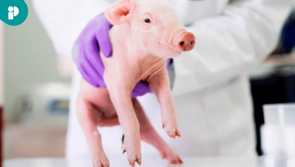 En Reino Unido implantan esófagos cultivados en laboratorio a cerdos, ayudaría a tratar la atresia de esófago