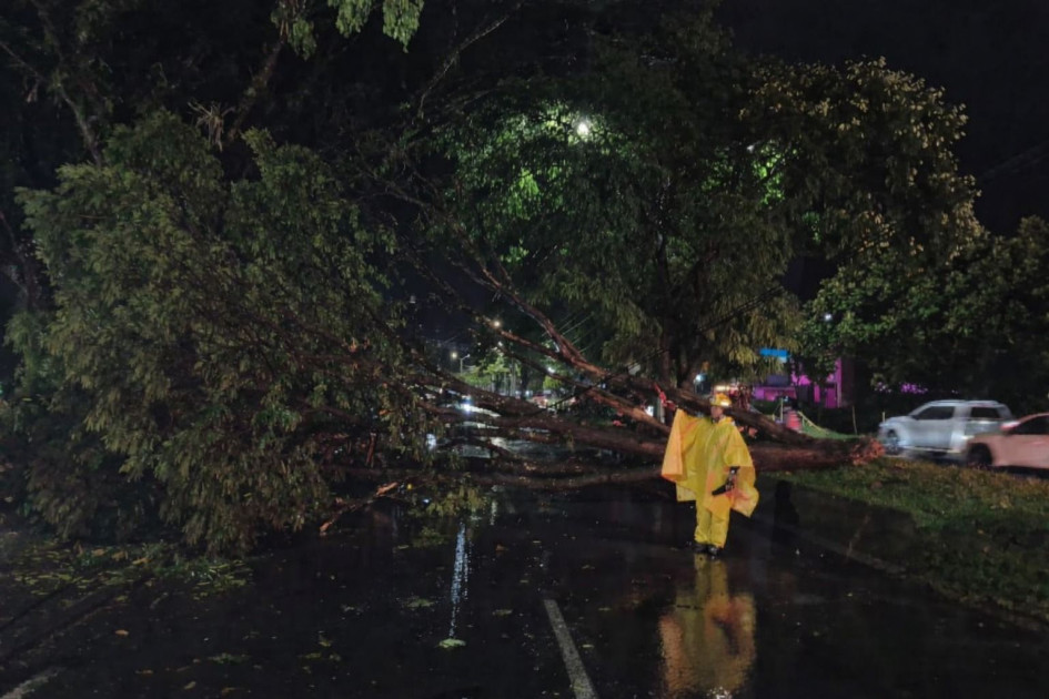 En el sector de la Villa en Pereira un árbol cayó un árbol que lesionó a un adulto. Lo remitieron a clínica. 