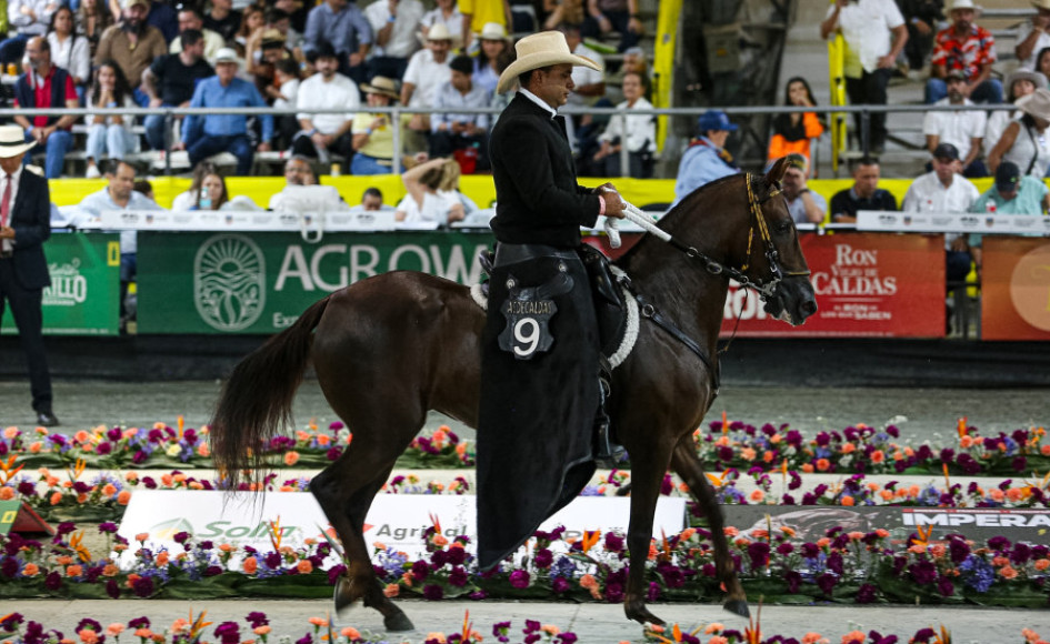 Este sábado las competidores fueron de Paso Fino Colombiano.