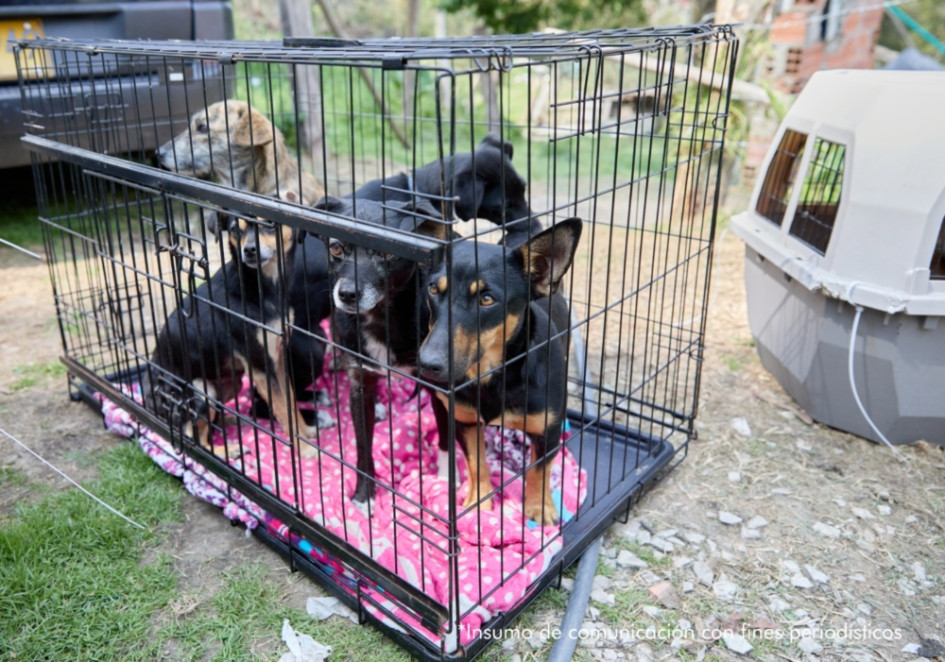 Estos son algunos de los perros rescatados. Autoridades capturaron a 13 personas por peleas de perros en La Calera: hallaron 12 animales heridos.