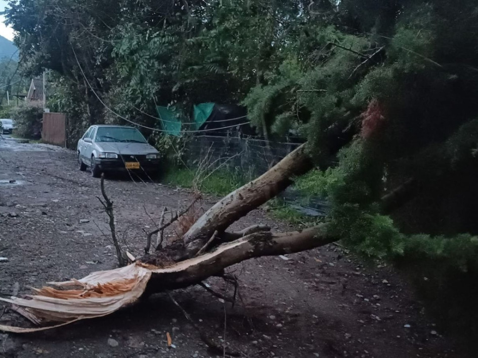 Equipos de emergencia trabajaron en la remoción de árboles y evaluación de daños tras el vendaval en Salento.
