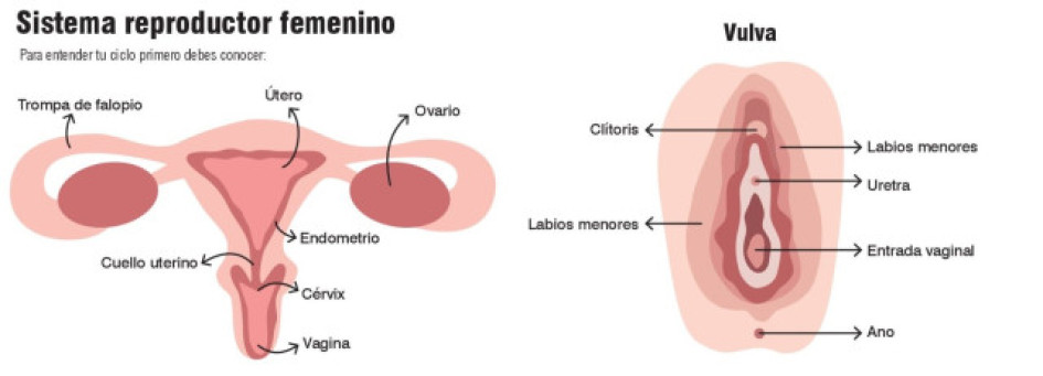 “Cuando el dolor menstrual te incapacita no es normal”: explica la experta Ana Bolena Meléndez de Revolución Roja, quien habla de la importancia de conocer y escuchar el cuerpo. 
