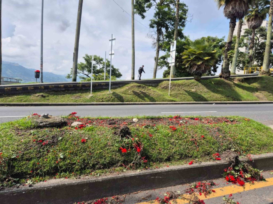 Están dañando las matas de los separadores de Manizales