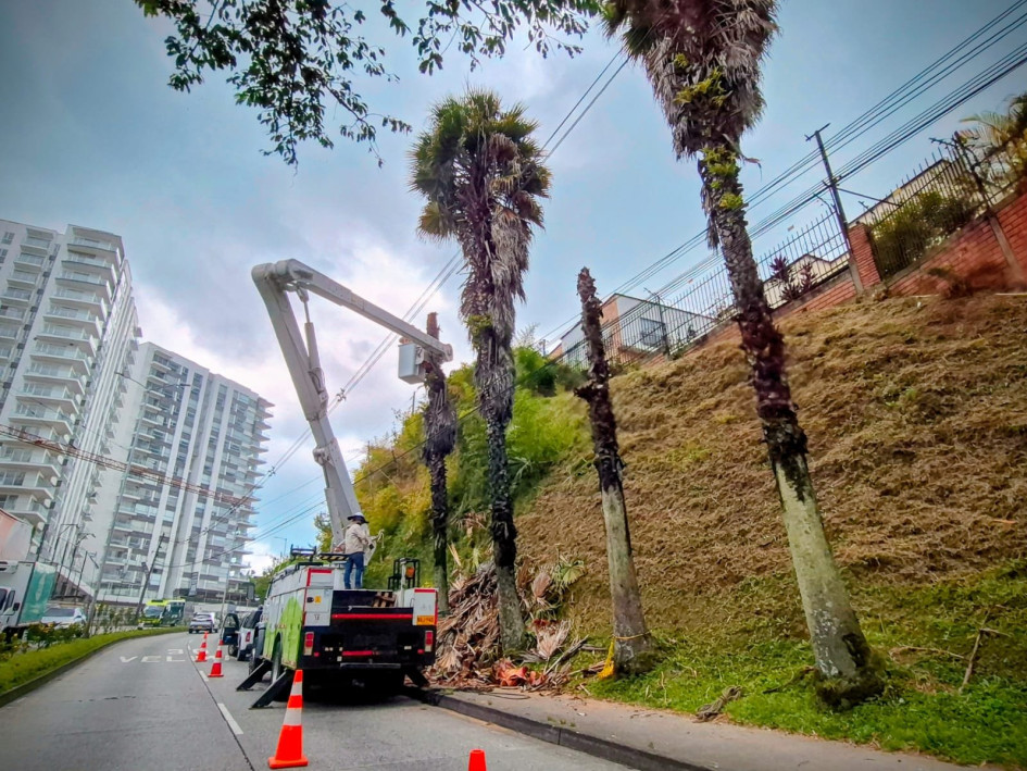 Le hacen mantenimiento a las palmeras