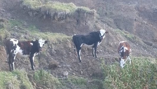 Analizan alcances penales por actos de la Alcaldía de Marulanda