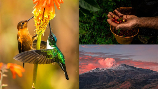 Sus fotografías los llevaron a ocupar el primer lugar en fauna y flora caldense
