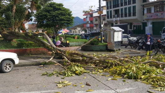Yarumo del parque de Neira se desploma tras 70 años de vida