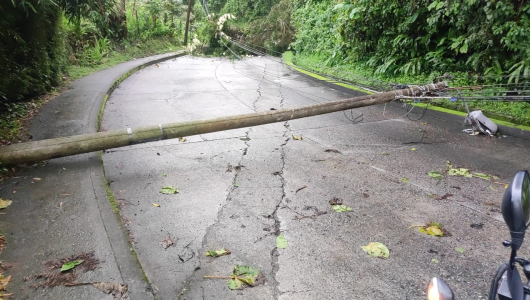 Reportan caída de árboles y derrumbes por las lluvias en Manizales y Villamaría 