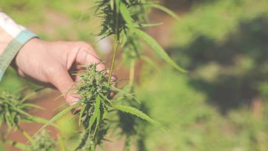 EE.UU. se muestra preocupado por el aumento de cultivos de coca en Colombia