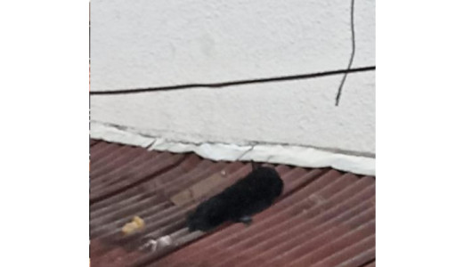 Señalan a manizaleño de matar a un gato para desquitarse de su pareja