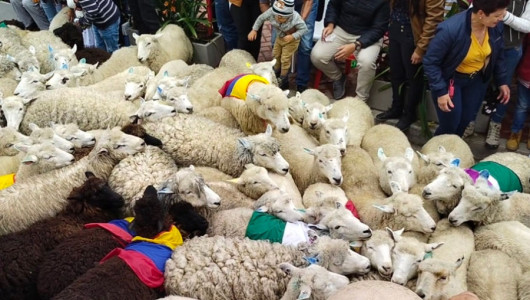 Recorra cuatro municipios de Caldas y disfrute de sus fiestas 