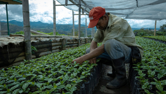 Huila lidera en el país en producción de café y Caldas, en productividad 