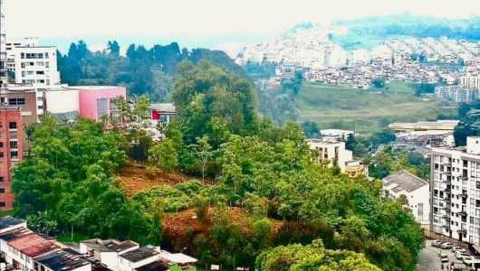 Reportan tala de árboles en la reserva Camino de la Palma Real, en el barrio Laureles