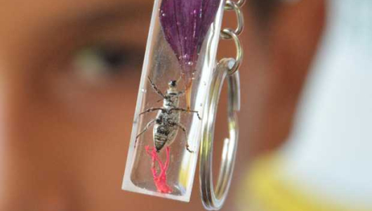 En escuela rural de Caldas convierten plagas de cultivos en collares, aretes y mucho más