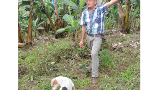 Gobierno reabre opción de sembrar robustas, cafeteros lo dudan