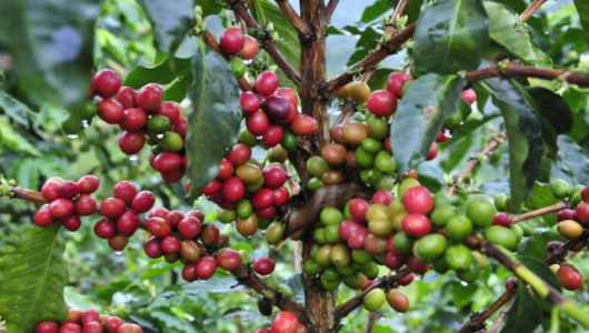 La producción de café en Colombia cayó 10% en los últimos 12 meses