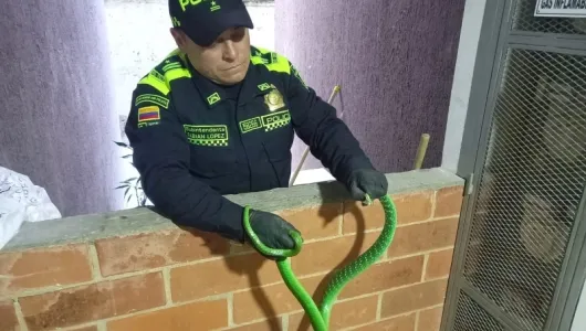 Policía Ambiental devuelve fauna silvestre a su hábitat natural