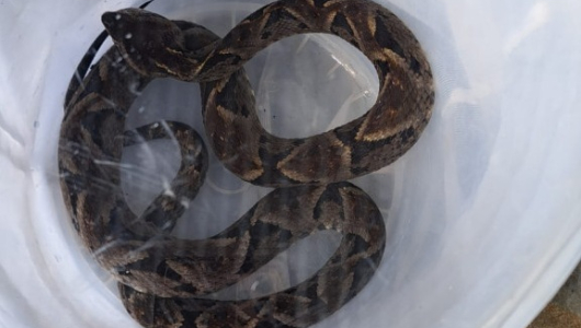 Rescataron una serpiente mapaná en Norcasia (Caldas)