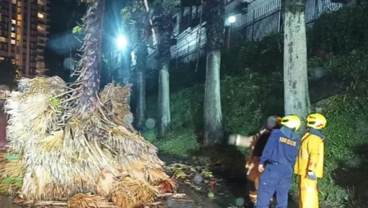 Palma se desplomó anoche en San Marcel 