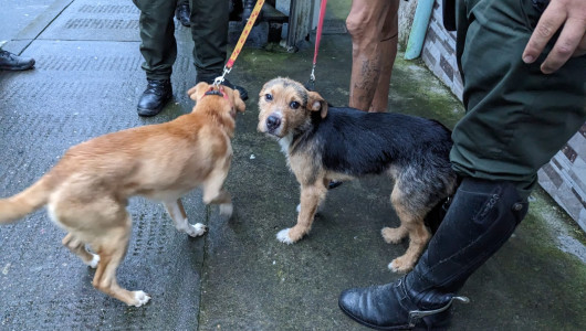 Maltrataba a sus perros a martillazos y golpes en el barrio San Sebastián de Manizales