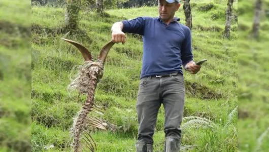 El puma deja rastro de su presencia en la parte alta de Salamina (Caldas)