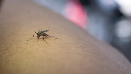 OMS dice que dengue en América puede aumentar en segundo semestre