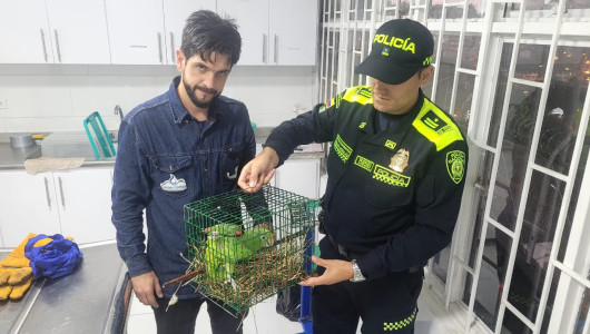 Rescatan tres loras en Supía y liberan otras once 