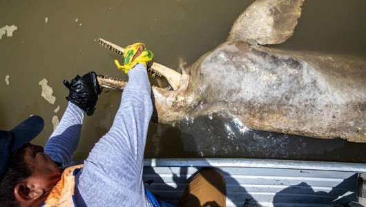 14 países suramericanos y asiáticos firman acuerdo para conservar a los delfines de río