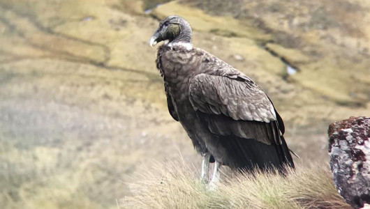 Colombia se vuelca en la conservación del cóndor andino, realiza cumbre internacional