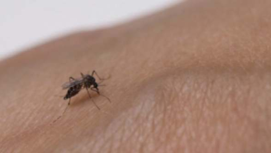 En Caldas alertan por dengue, malaria y afecciones respiratorias
