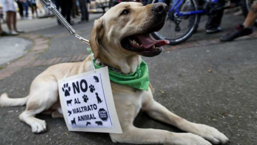Por perder en un videojuego se desquitó con un perro de dos meses y lo mató en Manizales
