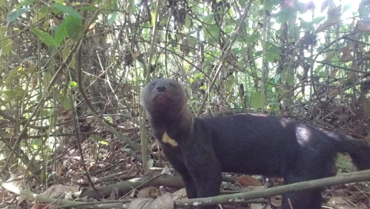 Quieren erigir una reserva para fauna silvestre en Villamaría