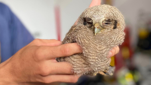 Rescatan un búho que se encontraba herido en Victoria (Caldas)