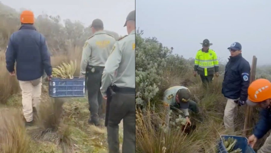 Frailejones arrancados en la vía Manizales - Murillo regresaron a su hábitat