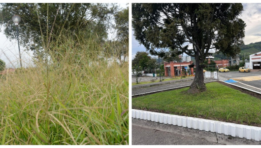 Realizan labores de rocería en el aeropuerto La Nubia de Manizales