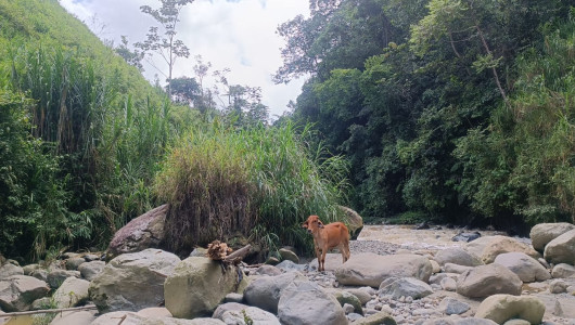 Vaca atrapada en el río Chinchiná: propietarios desesperados buscan ayuda para rescatarla