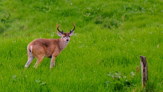 Video: ¡Qué belleza! Avistan venado de cola blanca en zona rural de Manizales